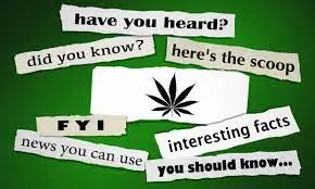 Decorative graphic with headline clips and marijuana leaf