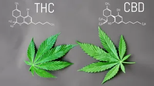 Marijuana leaves with THC and CBD chemical diagrams
